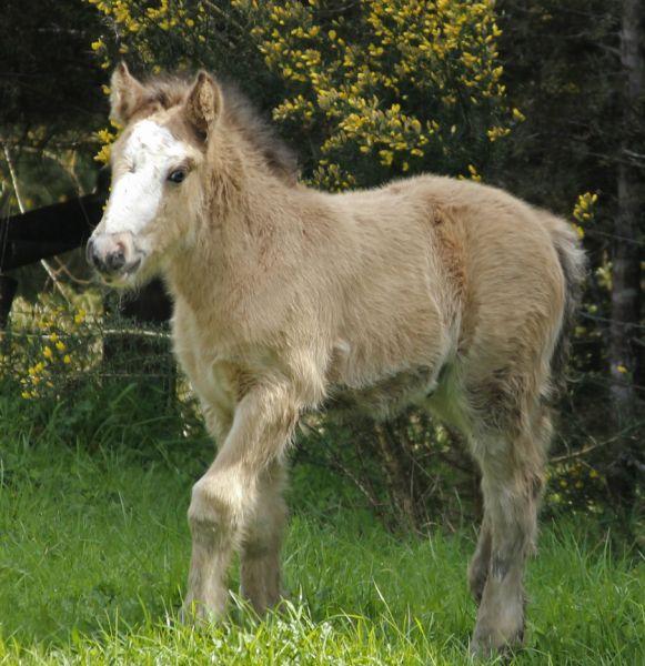 buckskin gypsy cob in NZ