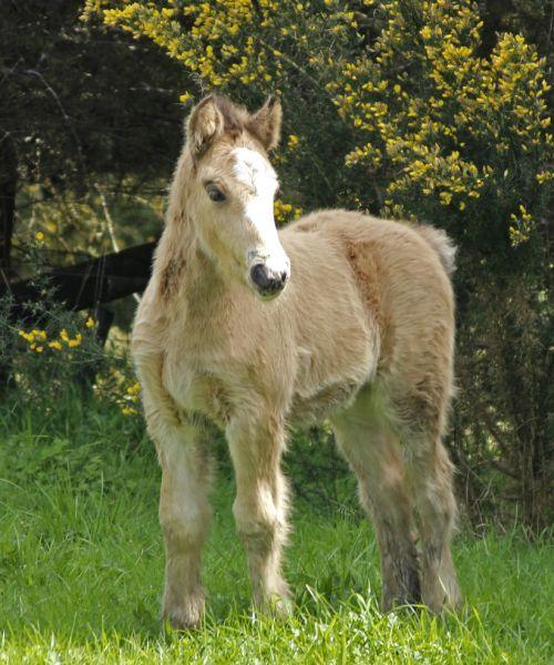 solid buckskin gypsy vanner stallion 