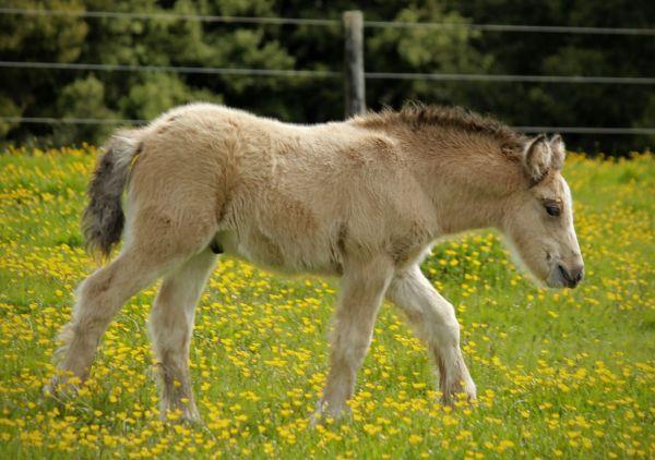 solid buckskin gypsy cob stallion 