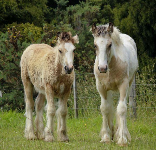 solid buckskin gypsy vanner stallion 