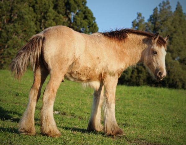 top quality buckskin gypsy vanner colt 