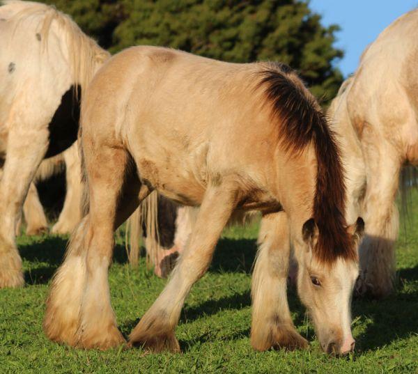 top quality buckskin gypsy cob colt