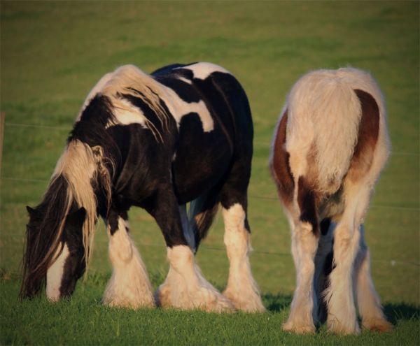 sooty bay gypsy vanner filly