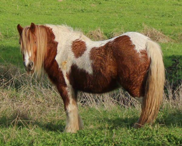 sooty bay gypsy cob filly