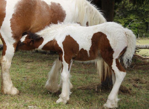 dark buckskin gypsy cobs for sale