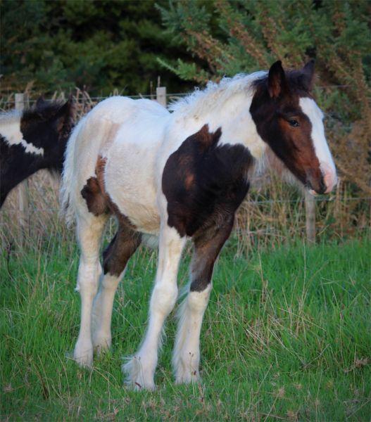 dark palomino gypsy cob for sale