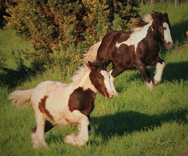 sooty bay gypsy cob filly