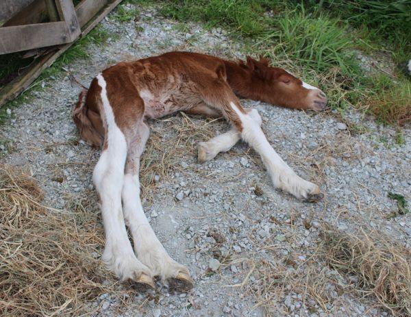 foal with joint ills survives with no antibicotics