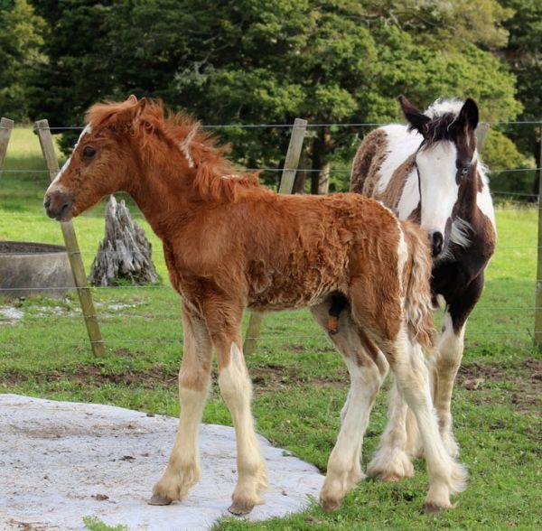 foal with joint ills survives with no antibicotics