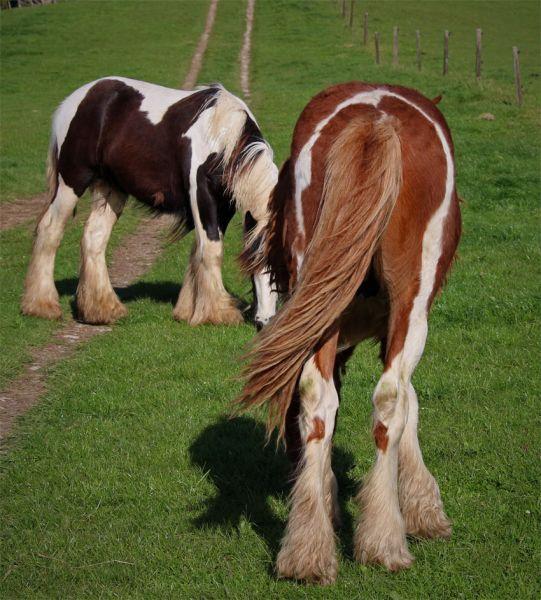 partbred gypsy cob colt for sale