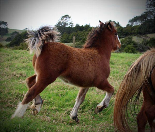 heavy partbred gypsy cob mare for sale