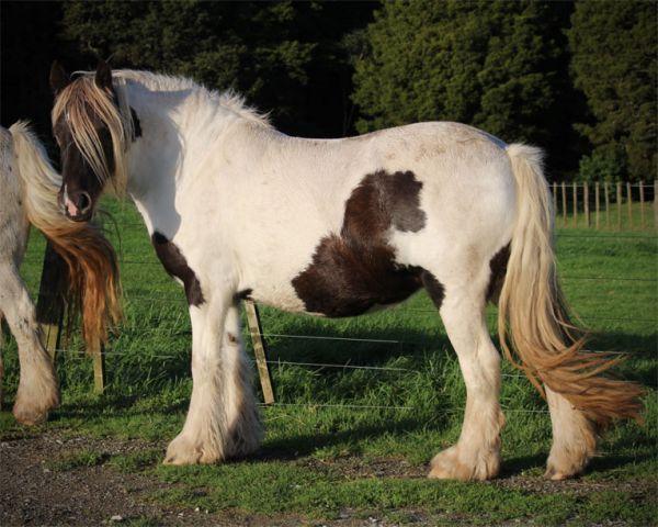 gypsy vanner mare grand daughter of the Business