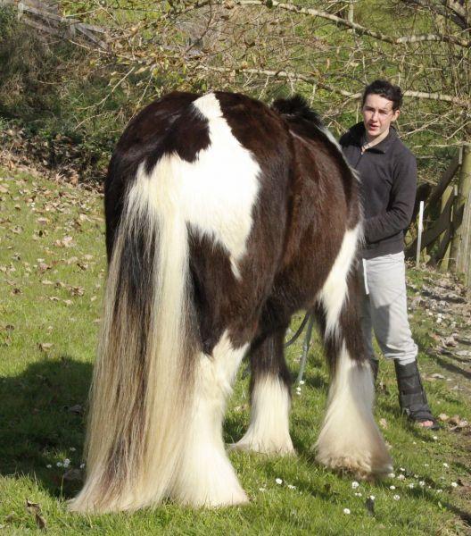 chunky draft horse gypsy cob new zealand