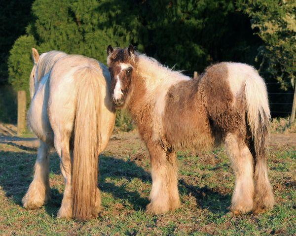 gypsy cob filly for sale in New Zealand