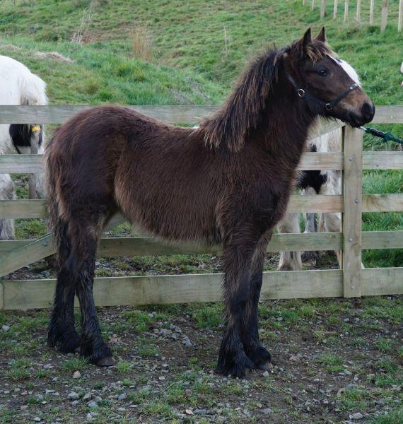 gypsy cob mare for sale in New Zealand