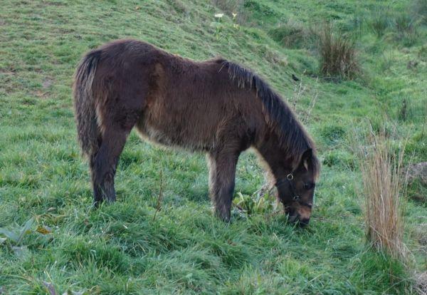 gypsy cob mare for sale in New Zealand