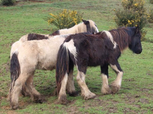 7/8 gypsy cob colt foal for sale