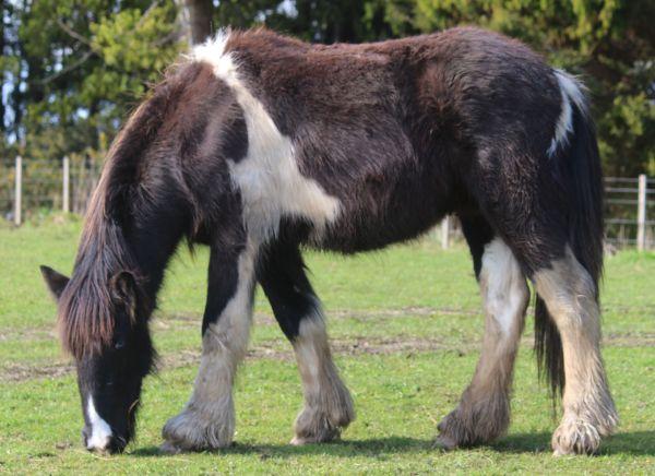 7/8 gypsy cob colt foal for sale