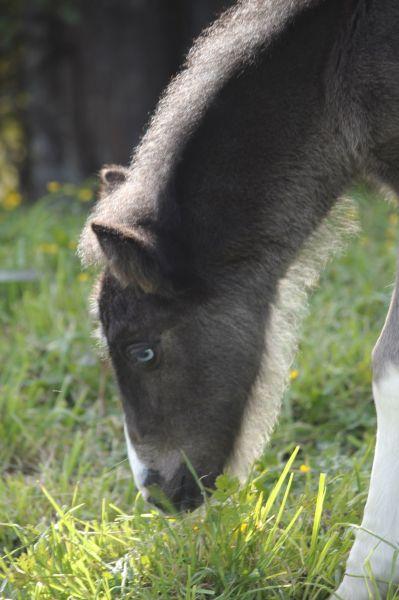 7/8 gypsy cob colt foal for sale with one blue eye