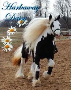 Beautiful gypsy vanners mare