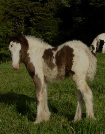 Brightwater Tim Tam gypsy cob filly for sale new zealand