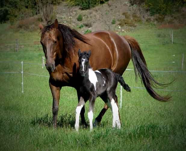 Ziggy and her dam Sasha....Ziggy was special as she was my fist born cross and my birthday present. She has now gone to a special home with Shiree in Otaki