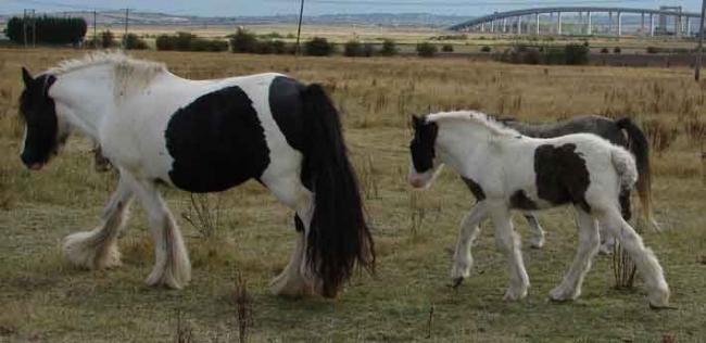 Tyson gypsy vanner filly